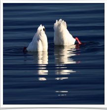 Coscoroba Swan - Pair Dabbling